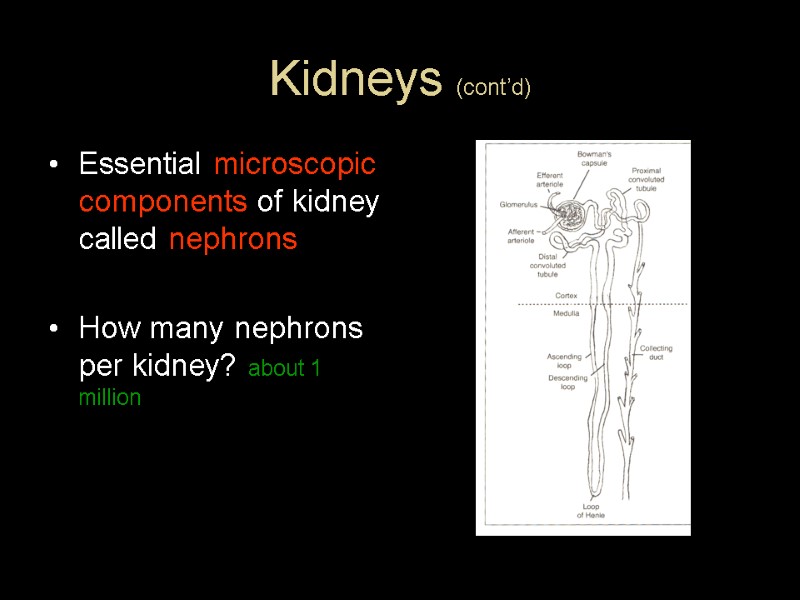 Kidneys (cont’d) Essential microscopic components of kidney  called nephrons  How many nephrons